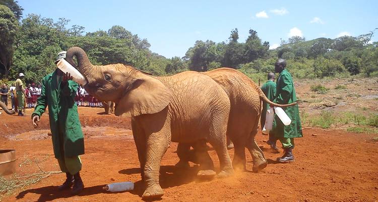 Zwei Elefanten werden von Menschen in einem Gebiet mit roter Erde mit der Flasche gefüttert.