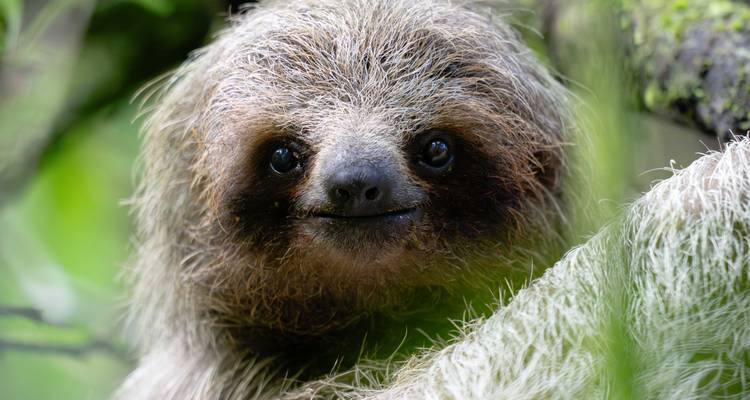 Gros plan d'un paresseux à trois doigts souriant s'accrochant à une branche feuillue dans la forêt tropicale.