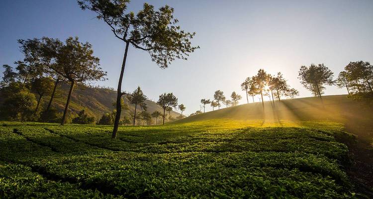 Tea plantations under a bright sunrise.