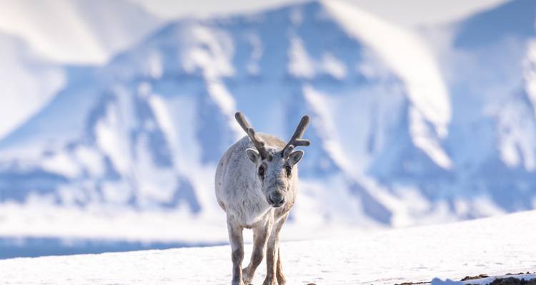 Reindeer strides across snowy terrain with dramatic blue-toned mountains in soft focus behind.