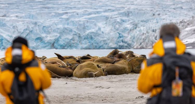 Blurred observers in yellow parkas watch a walrus haul-out on a grey beach with glacier behind.