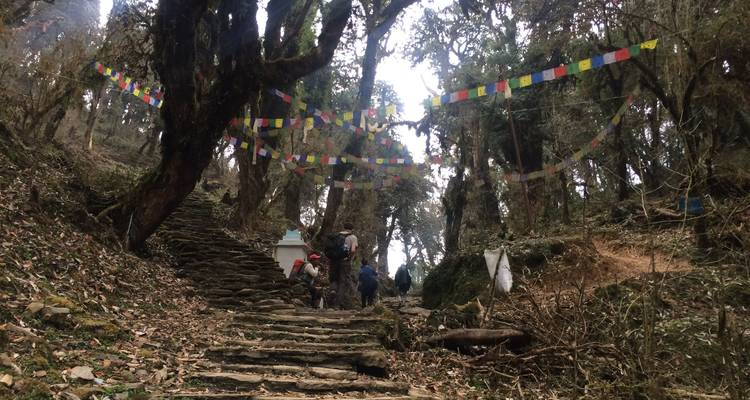 Forest path with stone steps and prayer flags.