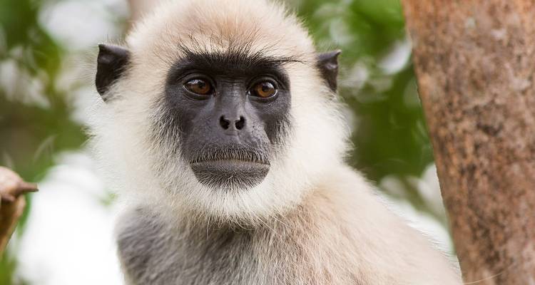 Primer plano de un mono langur en un bosque verde y exuberante.