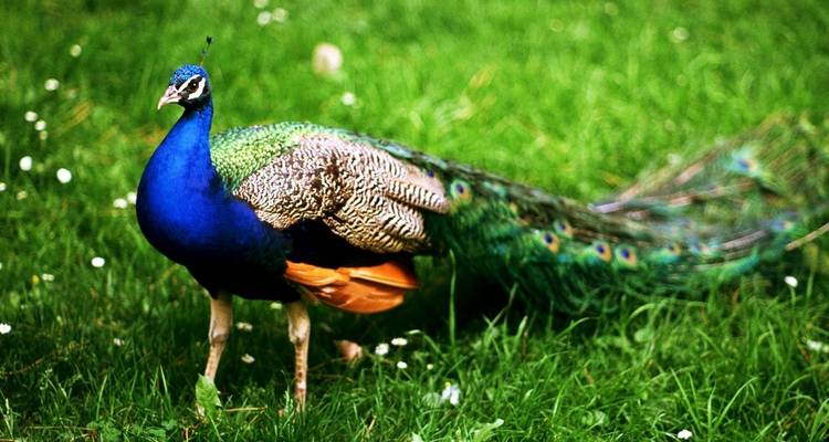 Bunter Pfau, der auf üppigem grünem Gras läuft.