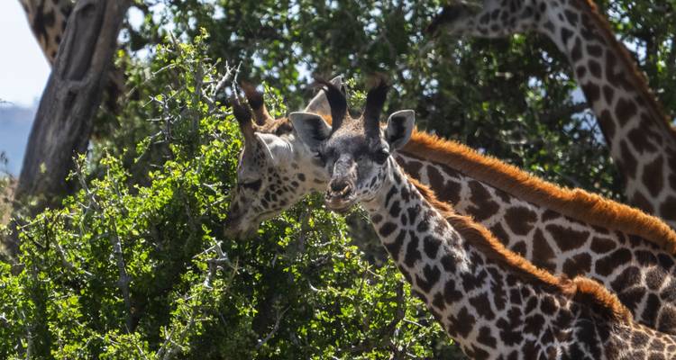 Giraffes feeding among green leaves.