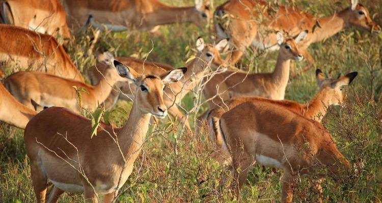 Manada de impalas en las praderas.