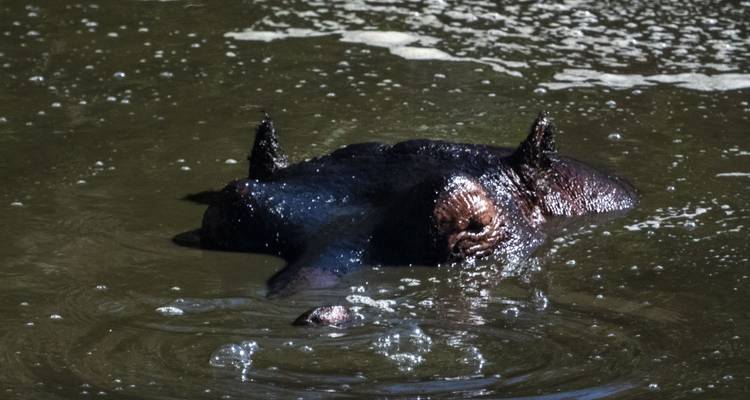 Hipopótamo sumergido en agua turbia.