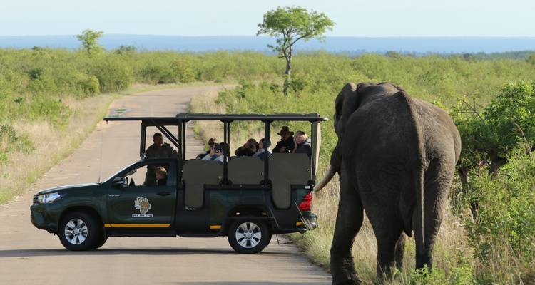 Een Afrikaanse olifant die naast een safarivoertuig staat met mensen die kijken.