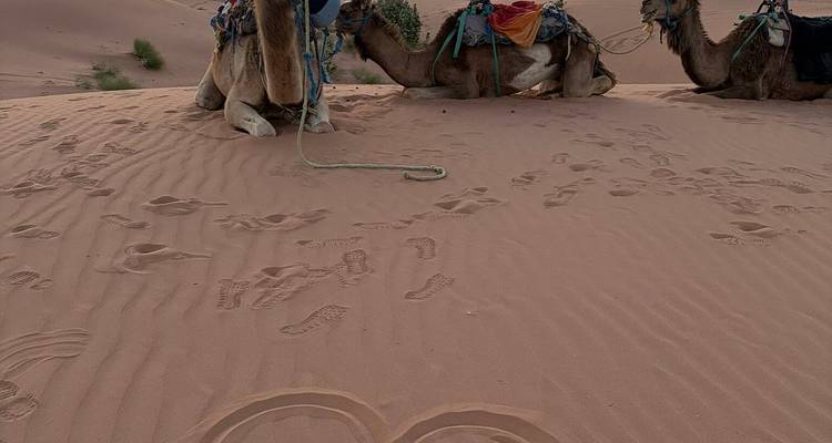 Tres camellos ensillados descansan sobre la arena ondulada del desierto, con huellas dispersas alrededor.