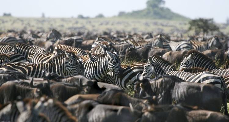 6 days Migration Safari-recommended from November to April / 1 Night Stay in Arusha. - Tanzania Horizon Safaris