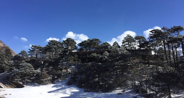Schneebeladene Bäume mit klarem blauem Himmel darüber.