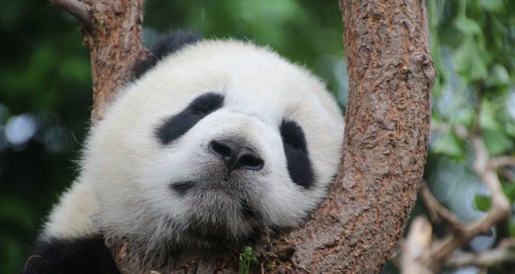 Superior 12 Days China Wonders & Pandas - ChinaTours