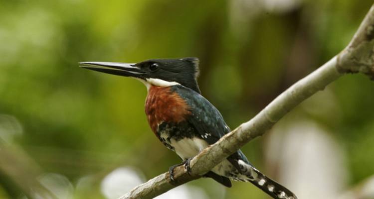 Amazon Voyage - Zegrahm Expeditions