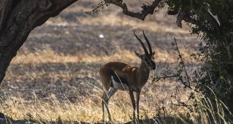 Antelope standing in dry grassy area under a tree.