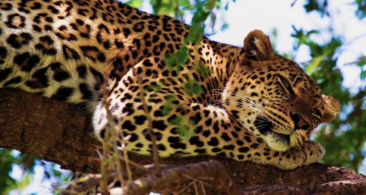 Leopard ruht in einem Baum.