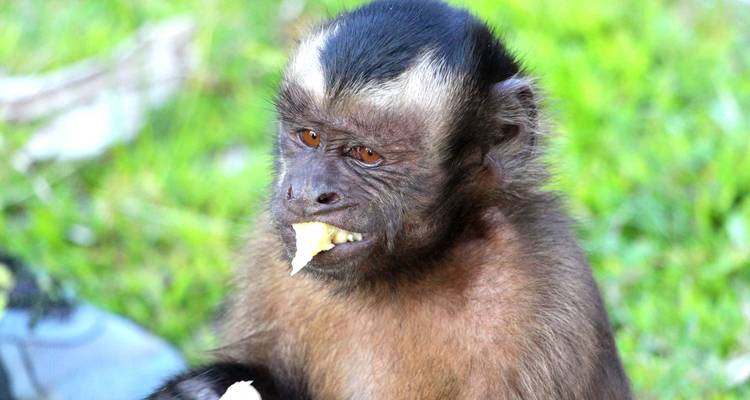 Singe mangeant un morceau de fruit assis sur l'herbe.