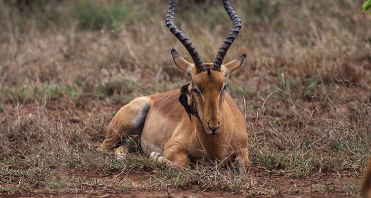 Impala descansando en el suelo.