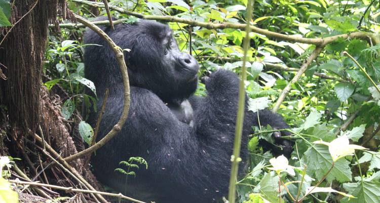 3 Days Gorilla Uganda - Enchanted Uganda Safaris Ltd