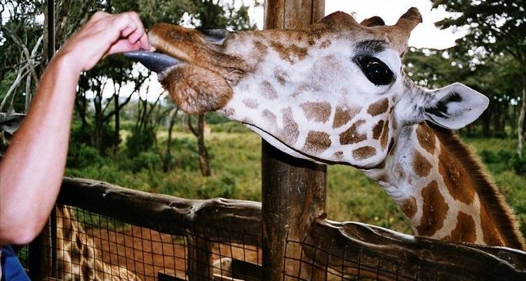Masai Mara Tour - Bushtroop Tours and Safaris