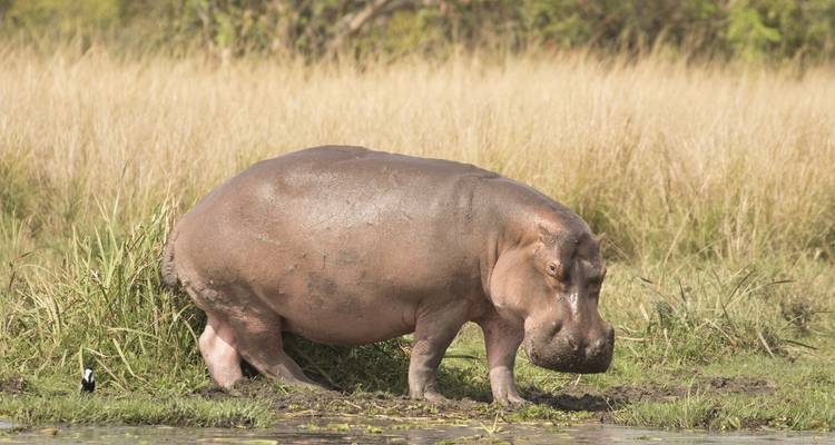 Hippopotame près d'un point d'eau dans un paysage herbeux.