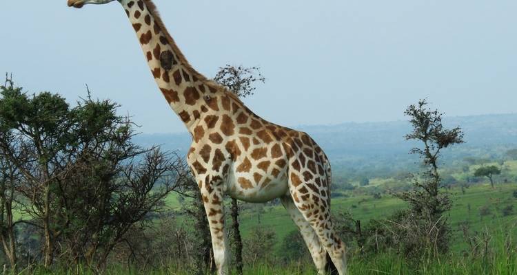 Girafe debout dans un champ herbeux.