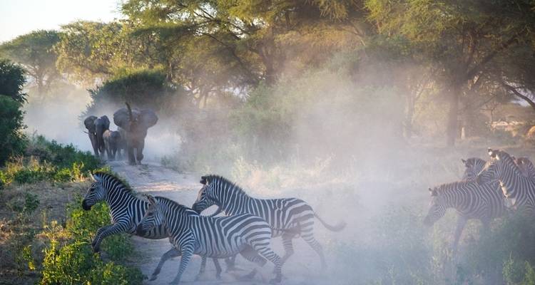 Zebra's en olifanten met opwerveld stof in een bosgebied.