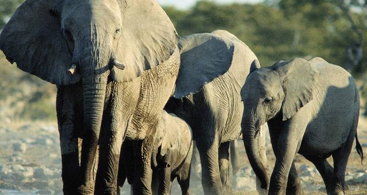 Familie olifanten die samen in het wild lopen.