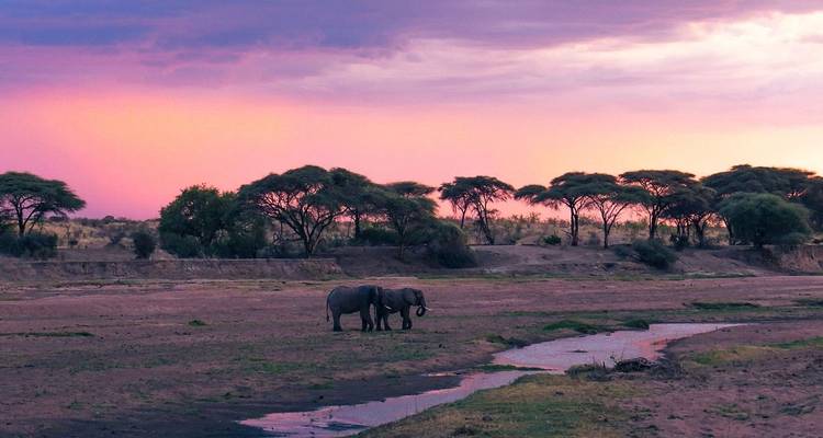 Olifanten in een landschap met een levendige roze en paarse zonsondergang.