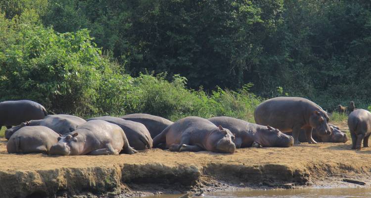 Grupo de hipopótamos descansando junto a la orilla del río en una exuberante vegetación.