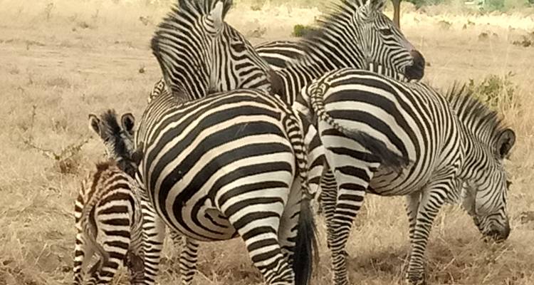 Nahaufnahme einer Gruppe von Zebras beim Grasen.