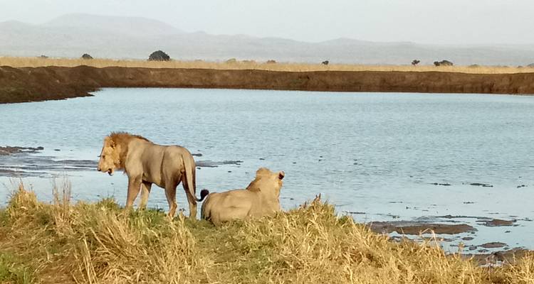 Zwei Löwen in der Nähe eines Gewässers in der Savanne.