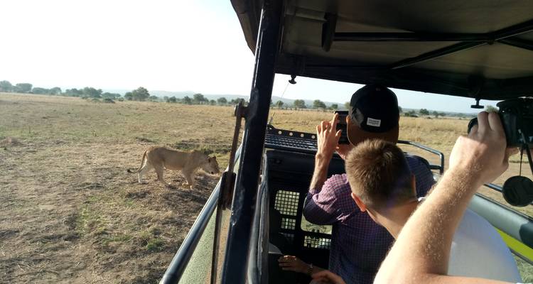 Touristen beobachten einen Löwen von einem Safari-Fahrzeug aus.