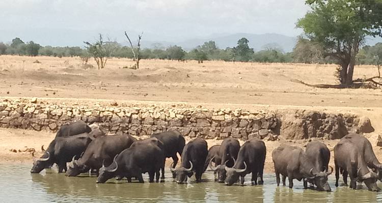 Gruppe von Büffeln beim Wassertrinken.