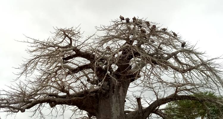 Baobab-Baum mit Vögeln, die auf den Ästen sitzen.