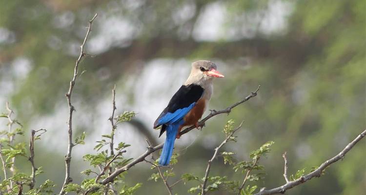 Vibrantly colored bird on a branch.