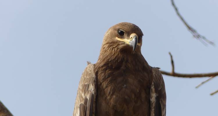 Gros plan d'un majestueux oiseau de proie.