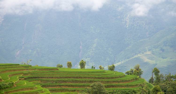 Los exuberantes arrozales en terrazas ascienden por la ladera de una montaña nebulosa bajo nubes flotantes.
