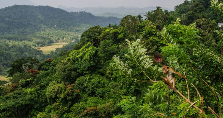 Un mono se posa en ramas llenas de hojas observando un vasto paisaje cubierto de selva.