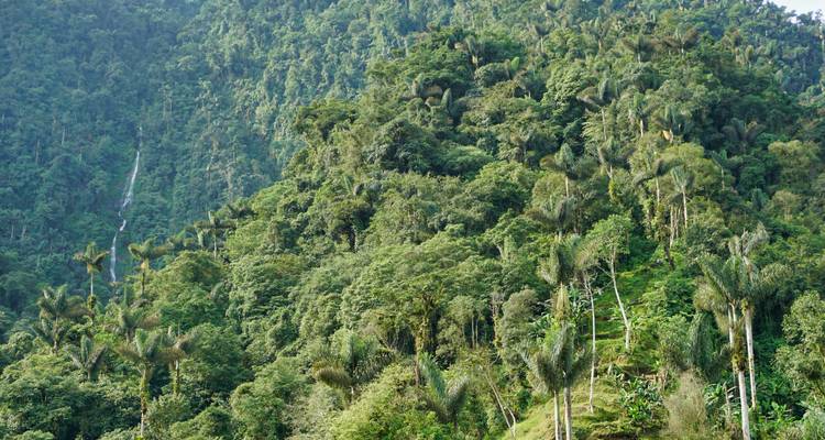 Pendiente de densa selva tropical verde dominada por palmeras imponentes y follaje enredado.