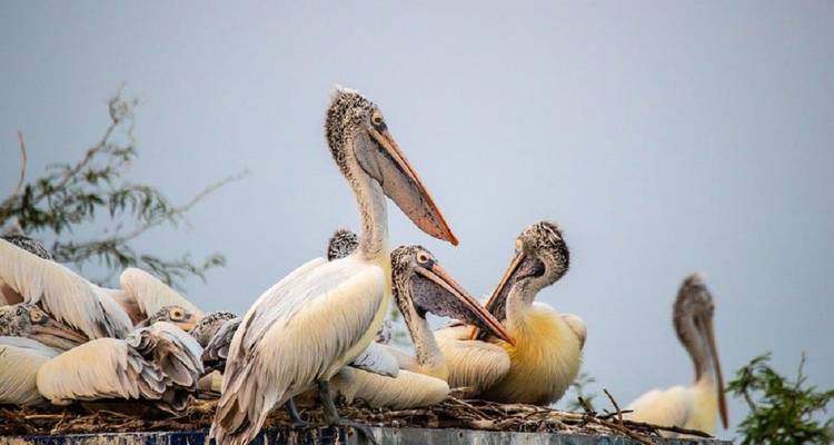 Des pélicans perchés sur une plateforme.