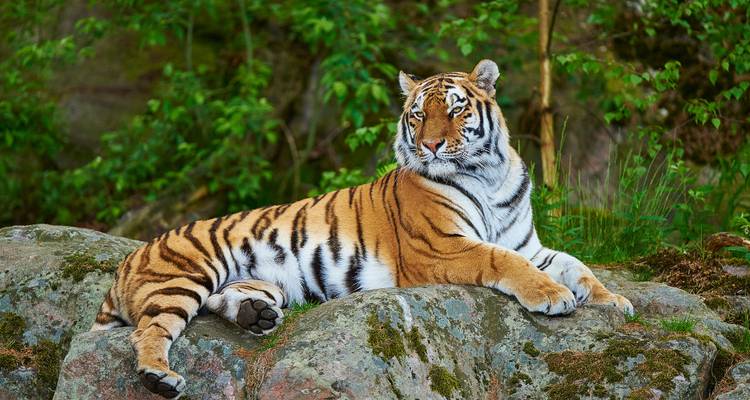 Majestic tiger lying on mossy rocks surrounded by lush green foliage