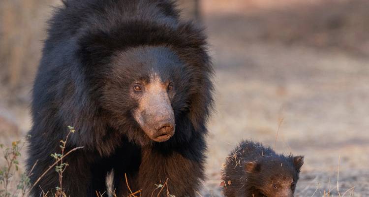 Sloth bear walking with tiny cub in dry forest clearing