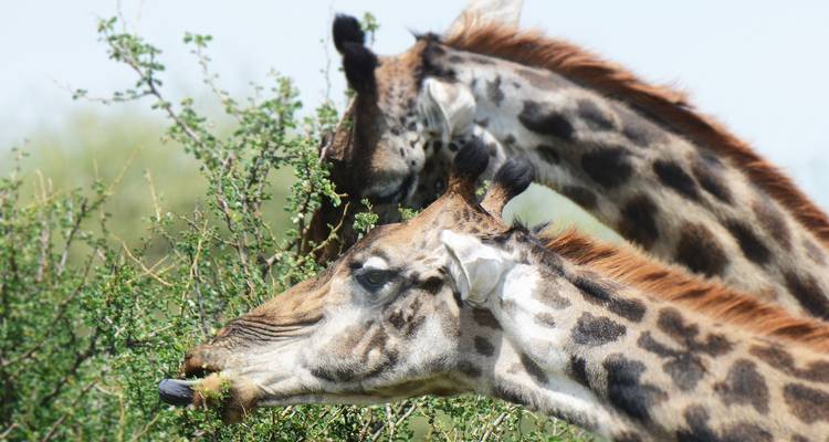Two giraffes eating leaves from a bush.