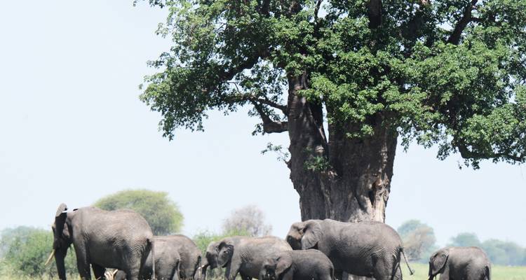 Group of elephants standing under a large tree.