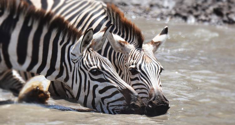 Zwei Zebras trinken Wasser aus einer schlammigen Pfütze.