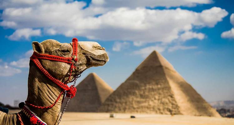 Camel in front of the pyramids with a blue sky background.