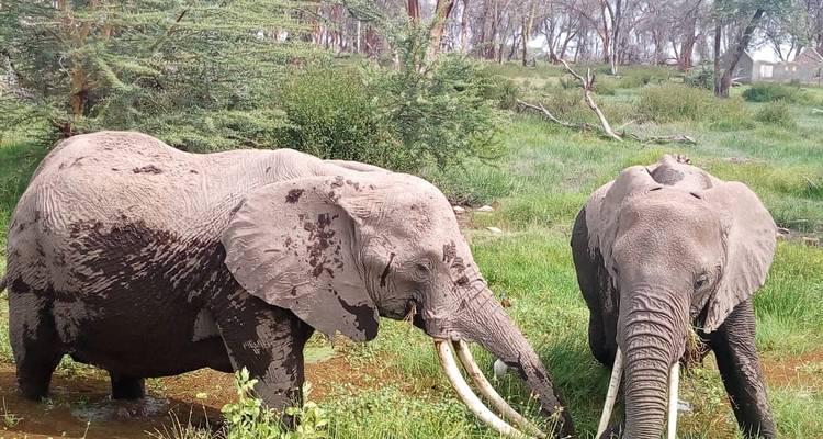 3 days Serengeti safari and Ngorongoro crater from Arusha town - Kenya Bush Expeditions Tours and Travel