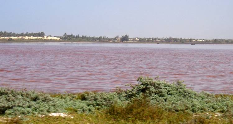 Une étendue d'eau de couleur rose avec de la verdure et un rivage au loin.