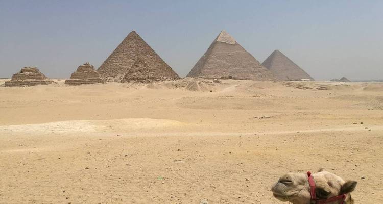 Ligne lointaine de pyramides à travers le désert brumeux avec une tête de chameau curieuse au premier plan
