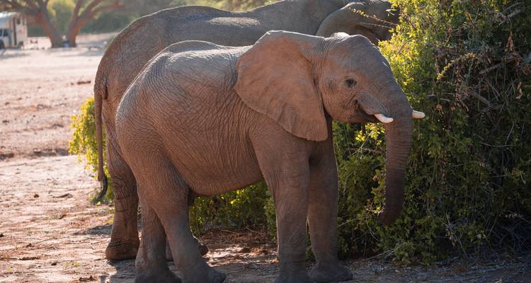 Junger Elefant, der mit einem anderen Elefanten steht.